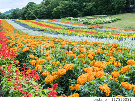 【花畑】 【花畑】 117536051