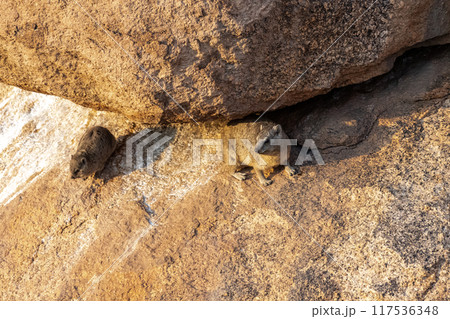 Hyrax near Spitzkoppe 117536348