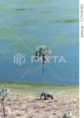 Aerial shot of an Elephant rubbing its head against a palm tree Aerial shot of an Elephant rubbing its head against a palm tree 117536361