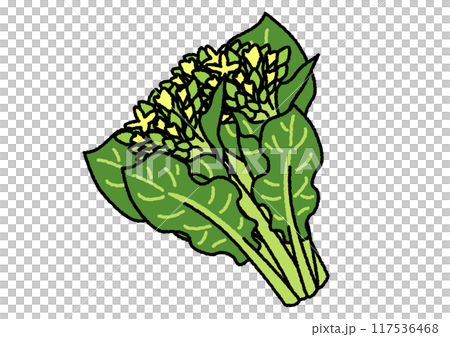 菜の花のイラスト 117536468