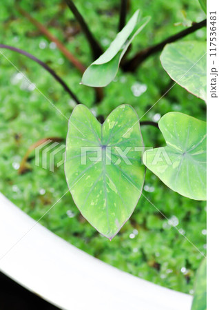 Colocasia esculenta, Lemon Lime Gecko or Colocasia 117536481