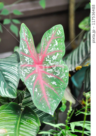 Caladium, Caladium Bicolor Vent or Caladium bicolor or pink and green leaf 117536488