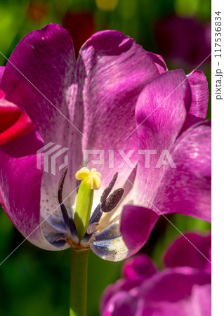 Lilac tulip close-up. Botanical photo, macro photo 117536834