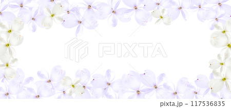 Beautiful soft lilac dogwood flowers isolated on a white background 117536835