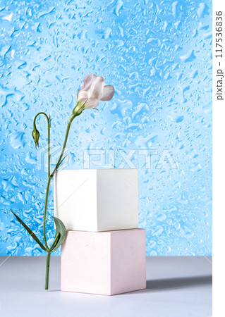 Two cement cubic podiums and eustoma flower on a blue background with 117536836