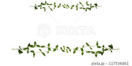 Frame with green branches isolated on white background. Top view, copy Frame with green branches isolated on white background. Top view, copy 117536861