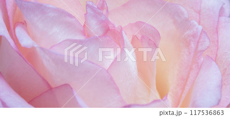 luxurious light pink rose. Extreme Flower Closeup. full frame. Blurred 117536863