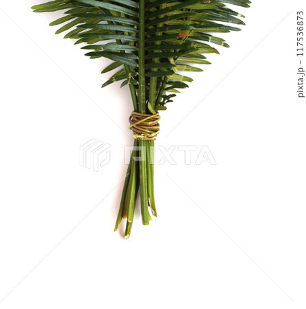 Phoenix roebelenii, The green leaves have branch tied together. 117536873