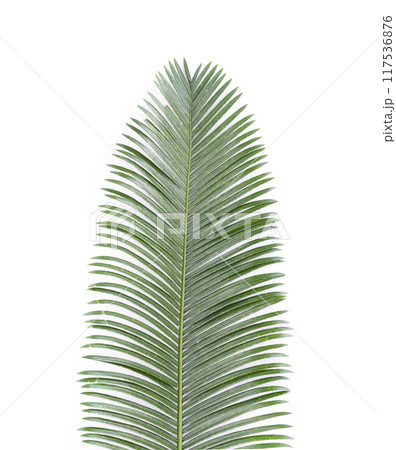 Phoenix roebelenii, The front of the green leaves have branch. 117536876