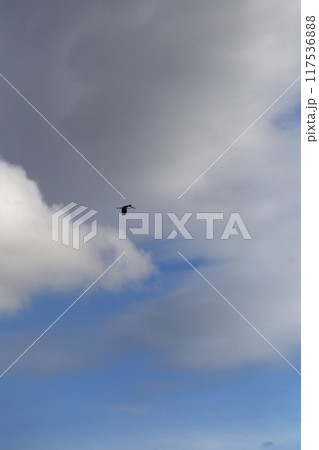 wide-beaked bird is flying in the sky. 117536888