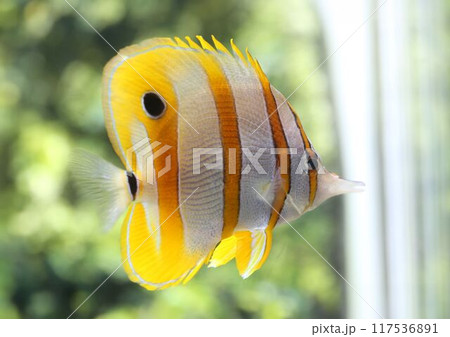 The butterfly fish have pattern yellow-white color and black spots. The butterfly fish have pattern yellow-white color and black spots. 117536891