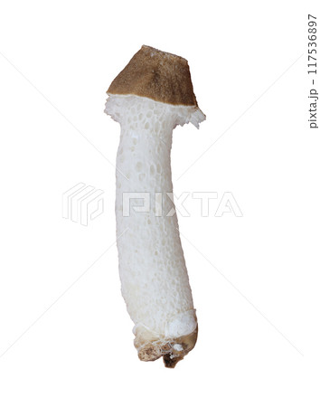 Poisonous mushrooms and have Isolate on white background. 117536897