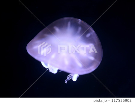 Upside down jellyfish on black background. Upside down jellyfish on black background. 117536902