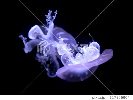 Upside down jellyfish on black background. 117536904