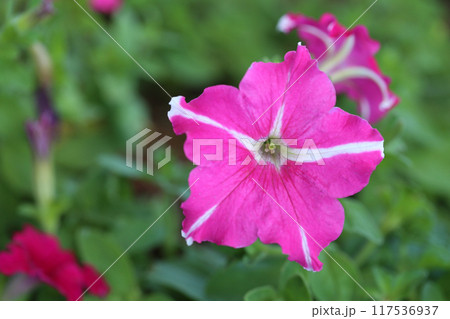 Pink and white Petunia flower is blooming in the flower garden. 117536937