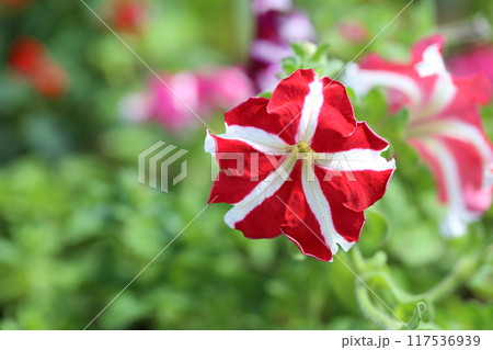 Red and white Petunia flower is blooming in the flower garden. Red and white Petunia flower is blooming in the flower garden. 117536939