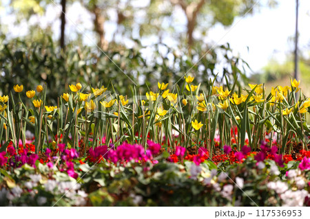 Yellow tulips are blooming in a flower bed surrounded by colorful flowers. Yellow tulips are blooming in a flower bed surrounded by colorful flowers. 117536953