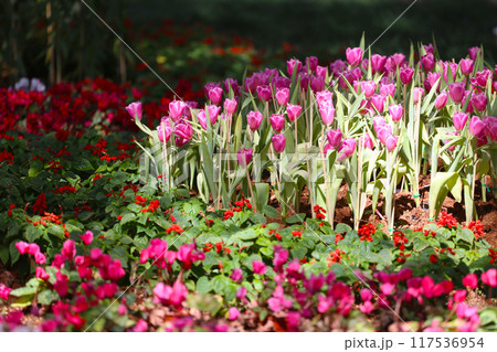 Pink tulips are blooming in a flower bed surrounded by colorful flowers. 117536954