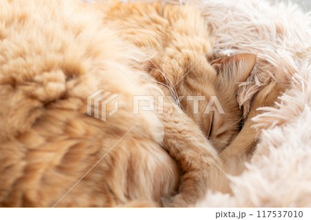 窓辺で眠る猫 茶トラ猫 窓辺で眠る猫 茶トラ猫 117537010