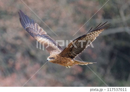 飛行するトビ 117537011
