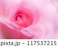 ピンクの薔薇の花びら 117537215