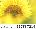 大きなひまわり 117537216