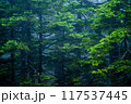 深い森 117537445