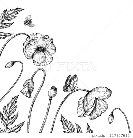 Vector frame, postcard with poppies, butterflies and bumblebee. Hand painted linear papaver flowers. Graphic daisy isolated on background. Botanical and wedding illustration. For designers 117537613