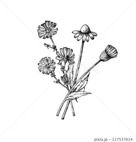 Vector bouquet of wild flowers. Chamomiles and chicory. Hand painted linear flowers. Graphic daisy isolated on background. Botanical and wedding illustration. For designers, invitations, decoration Vector bouquet of wild flowers. Chamomiles and chicory. Hand painted linear flowers. Graphic daisy isolated on background. Botanical and wedding illustration. For designers, invitations, decoration 117537614