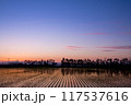 田植えを終えた水田と夕焼け 117537616
