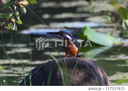 埼玉県比企郡川島町下八ツ林平成の森公園　蓮池の岩にとまるカワセミ 117537625