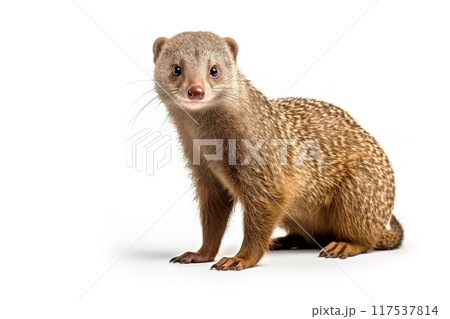 Image of a banded mongoose on white background. Mammals, Wildlife Animals, Illustration, Generative AI. 117537814