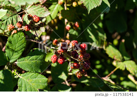 Unripe blackberries fruits on the bush Unripe blackberries fruits on the bush 117538141