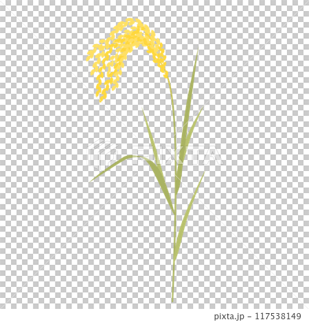稲穂のイラスト 稲穂のイラスト 117538149