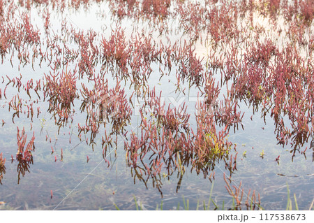 水に浸かった赤いサンゴ草 117538673