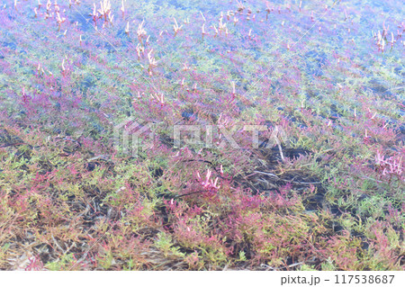 水に浸かった赤いサンゴ草 117538687