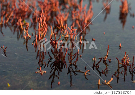 水に浸かった赤いサンゴ草 水に浸かった赤いサンゴ草 117538704
