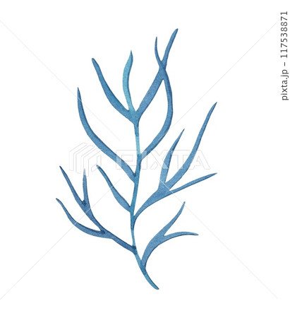 Hand drawn blue algae,watercolor illustration Hand drawn blue algae,watercolor illustration 117538871