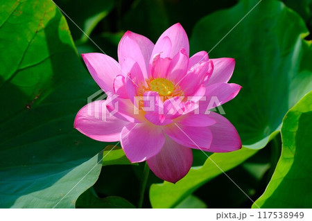 奈良藤原京跡の蓮の花 117538949