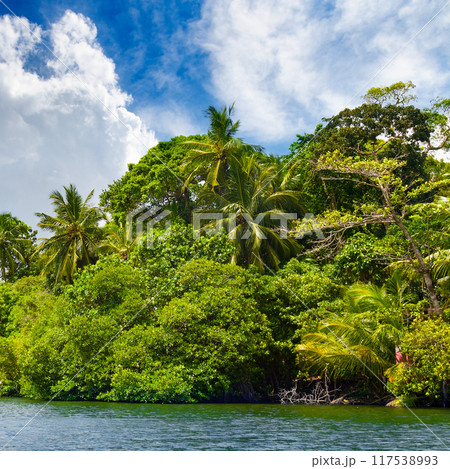 Palm trees, mangroves and other tropical trees against a blue sky. 117538993