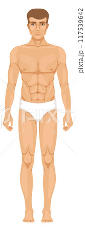 Male body figure front view. Man in underwear 117539642