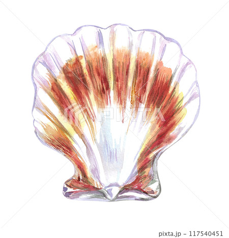 Scallop, bivalve marine mollusk, grooved shell in watercolor. Red Scallop, Calico Scallop, Argopecten Gibbus. This shell's side is concave in shape. Circular shaped with radiating ribs and two small Scallop, bivalve marine mollusk, grooved shell in watercolor. Red Scallop, Calico Scallop, Argopecten Gibbus. This shell's side is concave in shape. Circular shaped with radiating ribs and two small 117540451