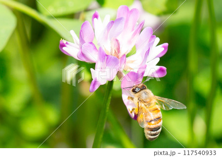 れんげ草と蜜蜂 117540933