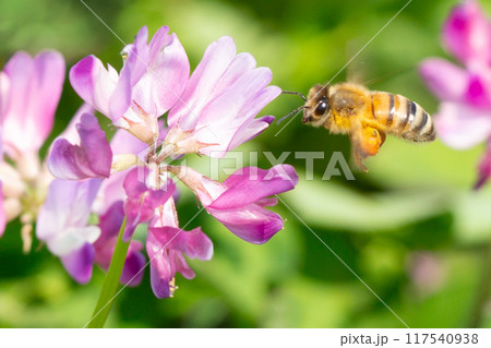 れんげ草と蜜蜂 れんげ草と蜜蜂 117540938