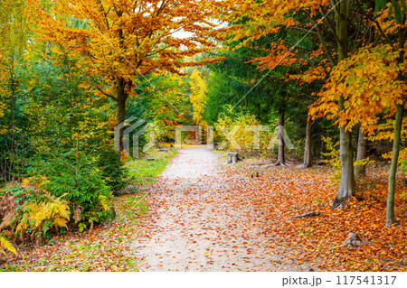 A serene road meanders through a vibrant forest filled with autumn colors. Red, yellow, and orange leaves cover the ground and trees, creating a picturesque setting perfect for a nature walk. 117541317