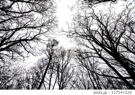 The perspective from below highlights tall, skeletal trees whose bare branches interlace against a dim, overcast sky. The scene captures the stark beauty of winter. The perspective from below highlights tall, skeletal trees whose bare branches interlace against a dim, overcast sky. The scene captures the stark beauty of winter. 117541320