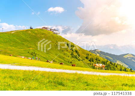 In the Austrian Alps, cows graze peacefully on the lush green slopes of Schmittenhohe during a sunny summer day. Visitors can be seen enjoying the tranquil landscape. In the Austrian Alps, cows graze peacefully on the lush green slopes of Schmittenhohe during a sunny summer day. Visitors can be seen enjoying the tranquil landscape. 117541338