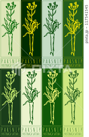 Set of vector drawing PARSNIP in various colors. Hand drawn illustration. Latin name is PASTINACA SATIVA L 117541545