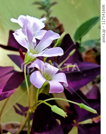 Purple butterfly flower with close up horizontal view  117541606