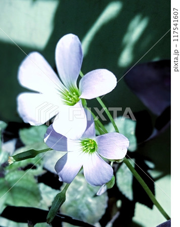 Purple butterfly flower with close up horizontal view Purple butterfly flower with close up horizontal view 117541607